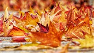 秋天落在地上的枫叶高清图片