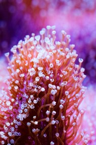皮革珊瑚唯美意境写真图片下载