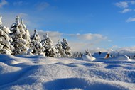 冬季冰雪世界雪松图片下载