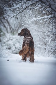 冬天雪地爱尔兰长毛猎犬图片大全