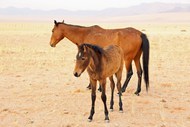 棕色母马和小马驹高清图片