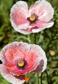 粉红色的罂粟花图片大全