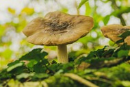 森林地面野生真菌蘑菇高清图片