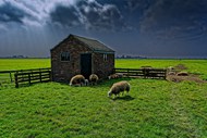 绿色牧场草原羊圈羊群图片下载
