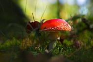 红色野生蘑菇图片大全