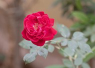 红色月季玫瑰图片下载