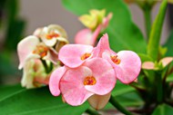 粉色铁海棠高清图片