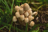 一团野生小蘑菇高清图片