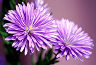 紫色翠菊微距特写写真图片下载