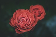 唯美意境红色玫瑰花写真高清图片