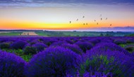 唯美浪漫紫色薰衣草花圃精美图片