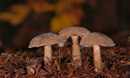森林地面野生蘑菇图片大全