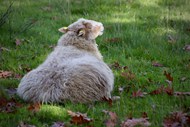 农场草地休憩的小羊羔精美图片