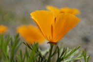 野生橙色罂粟花图片下载