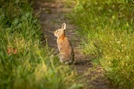 绿色草丛野兔子高清图片