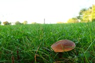绿色草地青草蘑菇精美图片