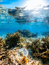 唯美蓝色水下世界珊瑚礁鱼群图片下载