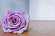 一枝紫色玫瑰花图片下载