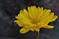 黄色绒球菊花高清图片