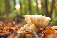 秋天树林野生真菌蘑菇图片下载