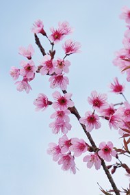 春天粉色樱花盛开图片