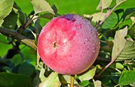 新鲜苹果树红富士苹果图片大全