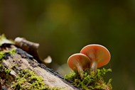 野生苔藓层状蘑菇精美图片