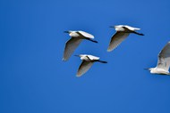 蓝色天空飞行的白鹭图片