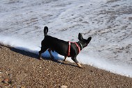 海边沙滩黑色小狗图片下载