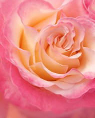 唯美微距粉色玫瑰花图片