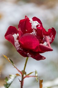 寒冬腊月红玫瑰高清图片