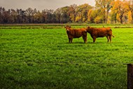 绿色牧场草地牦牛精美图片