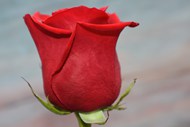 红色玫瑰花苞精美图片