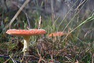 草丛红色毒菌蘑菇高清图片