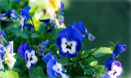 蓝色三色堇花朵高清图片