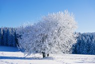 冬季树木雾凇景观高清图片