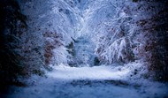 唯美冬季树林降雪图片
