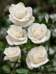白色玫瑰花丛图片