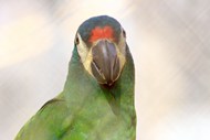 巴西绿色鹦鹉精美图片