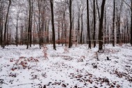 冬季雪地树林风景高清图片
