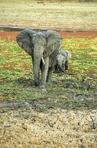 赞比亚野生大象小象精美图片
