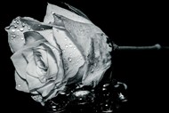 黑白风格玫瑰花高清图片