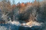 冬日树林小路雾凇风景高清图片