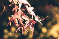 秋日午后阳光枫叶非主流高清图片