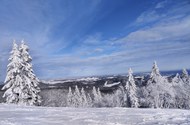冬季雪地雪松风景图片下载