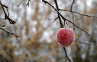 冬季霜打红苹果图片大全