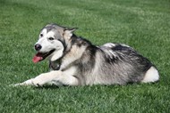 绿色草地阿拉斯加雪橇犬精美图片