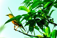 站在绿色树枝上的蜂鸟精美图片