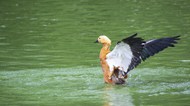 池塘野生红豆鸭图片