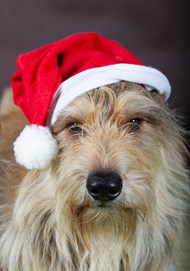 可爱圣诞节狗狗精美图片